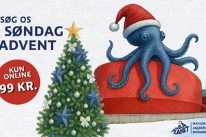 Besøg os til KUN 99 kr. 1. søndag i advent