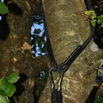 Forlængerstrop til Hængetelt 1 m.